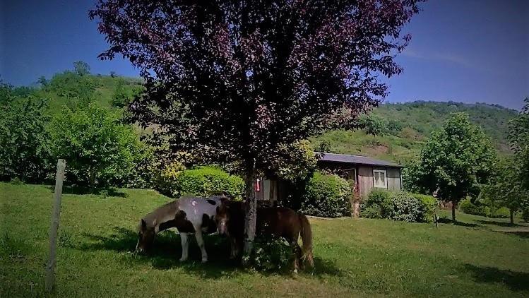 La Fregiere Chalets Clairvaux-d'Aveyron ภายนอก รูปภาพ
